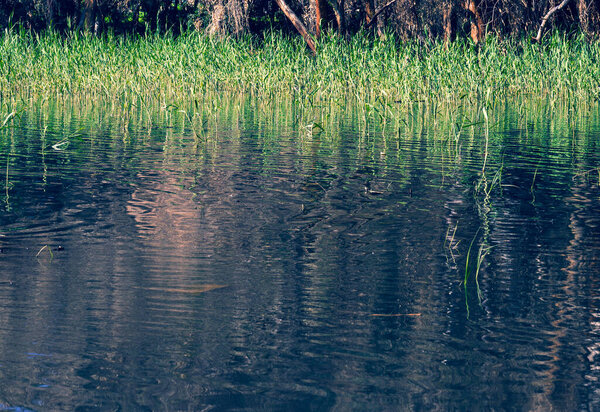 Eucalyptus trees in the water in the lake in a picturesque place. Reflection in the water of trees. Close-up.