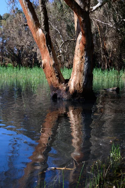 Eucalyptus Bomen Het Water Het Meer Een Pittoreske Plek Reflectie — Stockfoto