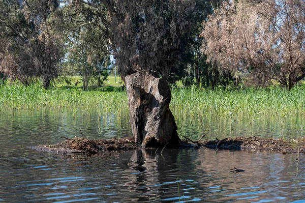 Göldeki suda okaliptüs ağaçları. Resimli bir yerde. Ağaçların sularındaki yansıma. Yakın plan..