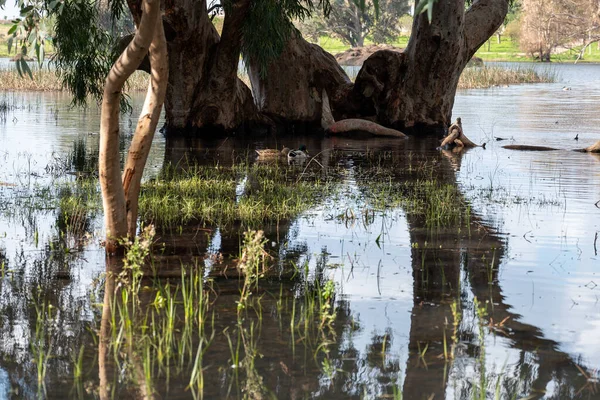 Göldeki suda okaliptüs ağaçları. Resimli bir yerde. Ağaçların sularındaki yansıma. Yakın plan..