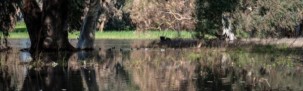 Göldeki suda okaliptüs ağaçları. Resimli bir yerde. Ağaçların sularındaki yansıma. Yakın plan..