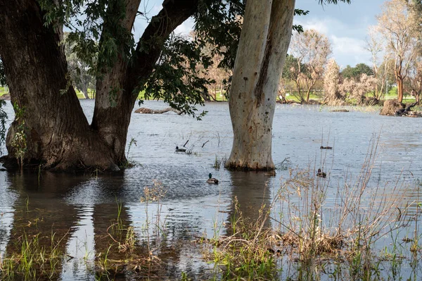 Göldeki suda okaliptüs ağaçları. Resimli bir yerde. Ağaçların sularındaki yansıma. Yakın plan..