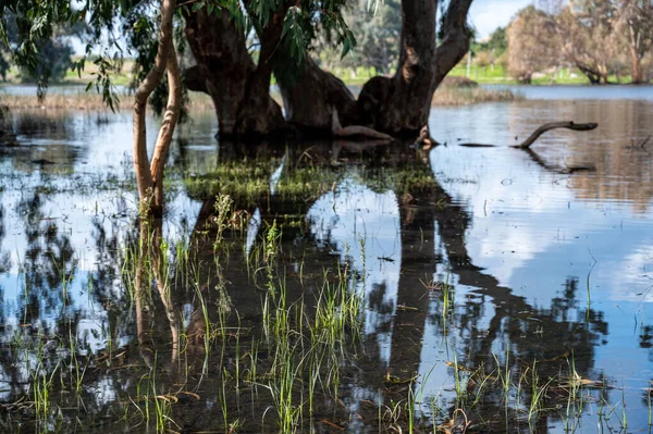 Göldeki suda okaliptüs ağaçları. Resimli bir yerde. Ağaçların sularındaki yansıma. Yakın plan..