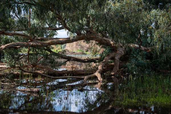 Göldeki suda okaliptüs ağaçları. Resimli bir yerde. Ağaçların sularındaki yansıma. Yakın plan..