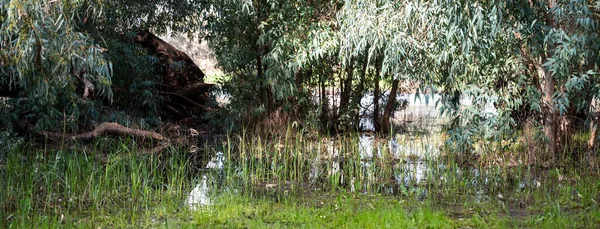 Göldeki suda okaliptüs ağaçları. Resimli bir yerde. Ağaçların sularındaki yansıma. Yakın plan..