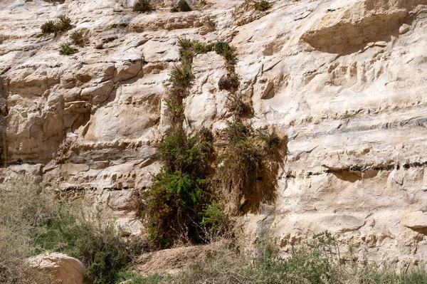 Camino Cabeza Del Cañón Ein Avdat Parque Nacional Oasis Desierto — Foto de Stock