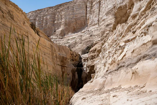 Ein Avdat Kanyonu Qing Nehri Tarafından Kurulmuştur Srail Negev Çölü — Stok fotoğraf