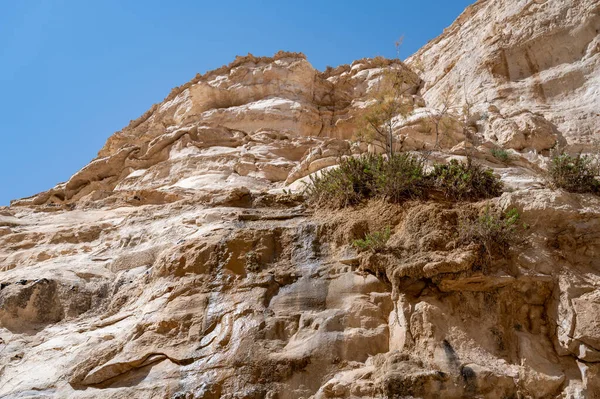 Ein Avdat Nemzeti Park Kanyonjának Vezetője Oázis Negev Sivatagban Dél — Stock Fotó