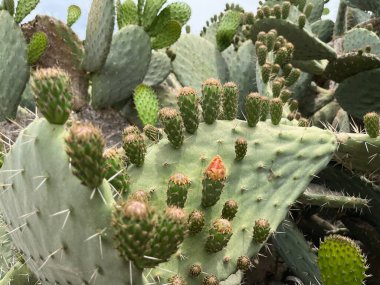 Arka plan için açık havada aynı türün kaktüsleri.