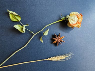 Tarçın çubukları, anason yıldızı ve koyu arkaplanda kuru gül şeklinde baharatlar. en üstteki görünüm