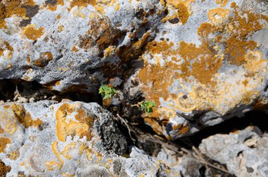 Ayuna su akıntısının çevresindeki manzara ve bitkiler. Nahal Nehri Ayun. Yedek ve ulusal park. Yukarı Celile, İsrail. yüksek çözünürlüklü