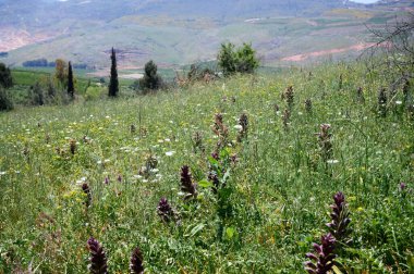 Ayuna su akıntısının çevresindeki manzara ve bitkiler. Nahal Nehri Ayun. Yedek ve ulusal park. Yukarı Celile, İsrail. yüksek çözünürlüklü