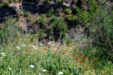 Ayuna su akıntısının çevresindeki manzara ve bitkiler. Nahal Nehri Ayun. Yedek ve ulusal park. Yukarı Celile, İsrail. yüksek çözünürlüklü