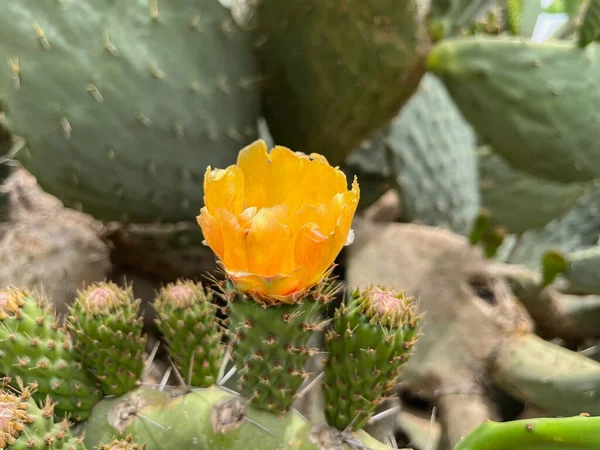 Boscaglia Cactus Con Fiore Giallo Della Stessa Specie All Aperto — Foto Stock