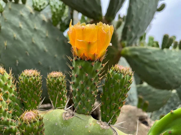 Boscaglia Cactus Con Fiore Giallo Della Stessa Specie All Aperto — Foto Stock