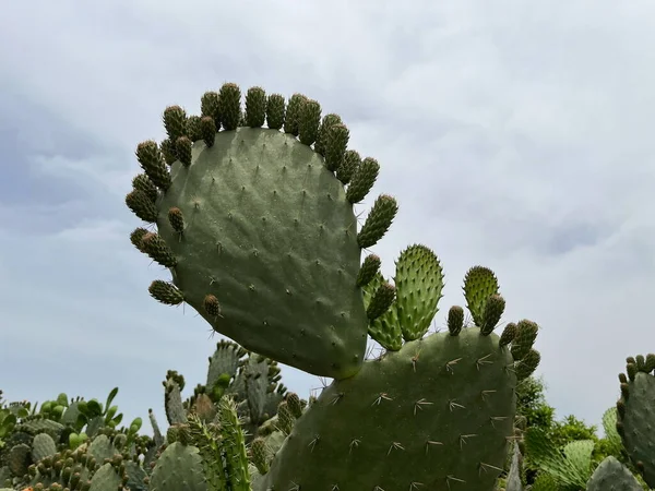 Boscaglie Cactus Della Stessa Specie All Aperto Sfondo — Foto Stock