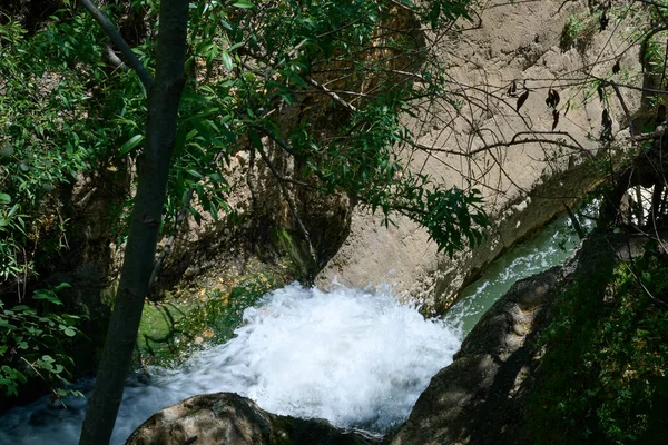Windbreak Deadwood Ayuna Water Stream River Nahal Ayun Reserve National — Stock Photo, Image