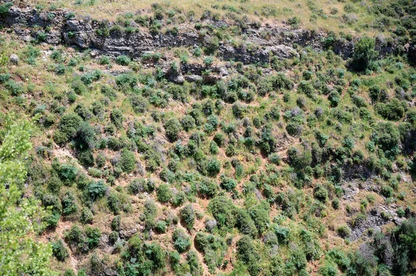 Paisajes Plantas Zona Del Arroyo Agua Ayuna Río Nahal Ayun — Foto de Stock