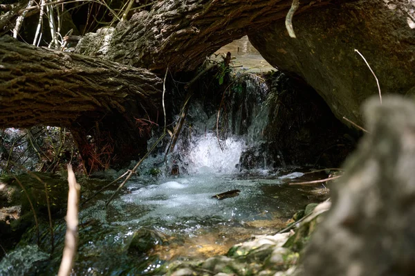 Windbreak Και Deadwood Ayuna Ρεύμα Νερού Ποταμός Nahal Ayun Αποθεματικό — Φωτογραφία Αρχείου