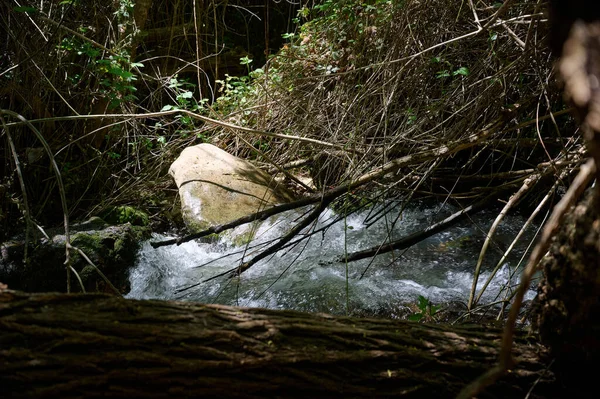 Corriente Agua Ayuna Cortavientos Leña Muerta Río Nahal Ayun Reserva —  Fotos de Stock