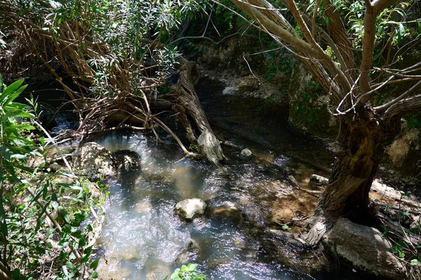 Corriente Agua Ayuna Cortavientos Leña Muerta Río Nahal Ayun Reserva — Foto de Stock