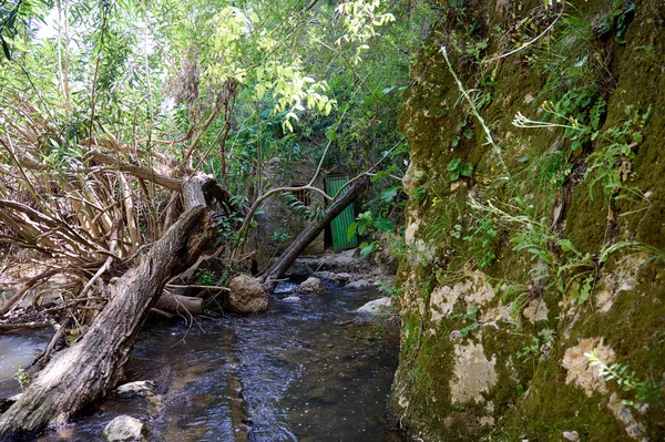 고나무가 시들어 아유나 시내가 흐르고 있습니다 보호구역 갈릴리 이스라엘 클로즈업 — 스톡 사진