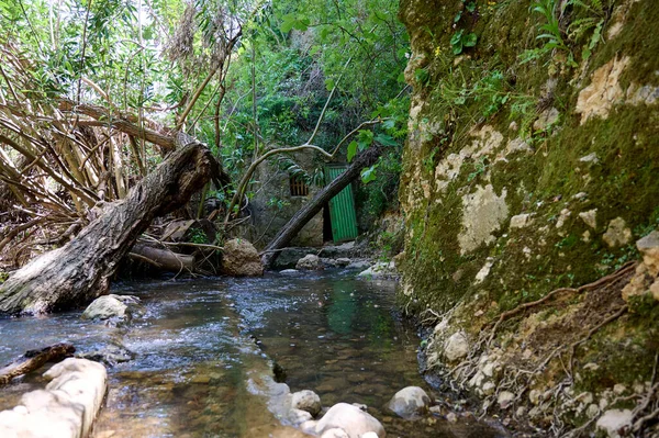 Windbreak Και Deadwood Ayuna Ρεύμα Νερού Ποταμός Nahal Ayun Αποθεματικό — Φωτογραφία Αρχείου