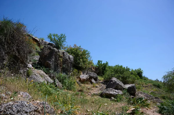 Paysages Plantes Dans Zone Ruisseau Ayuna Rivière Nahal Ayun Réserve — Photo