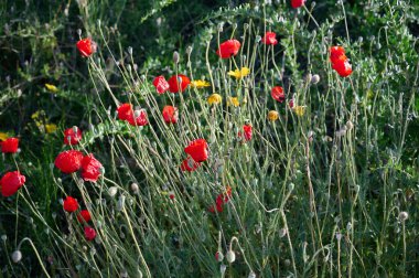 Deniz şakayığı çiçeği, düğün çiçeği ailesine aittir ve ovalarda ve dağlık alanlarda yetişen uzun ömürlü bir bitkidir.