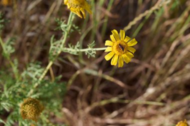 Siyah eşkenar dörtgen içinde kahverengi bir böcek sarı bir çiçeğin üzerinde oturur. Yakın plan..