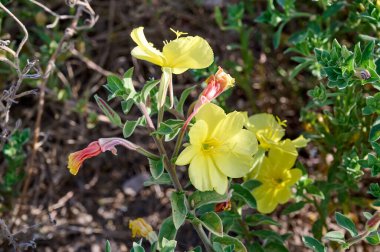 Tarlada güzel sarı çiçekler açar. Yakın plan..