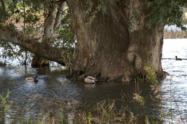 Göl sazlıklarla kaplanmış. Vahşi ördekler gölde yüzer. Kuş gözlemciliği. Göçmen kuşlar.