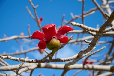 Bombax Ceiba, Bombax Ceiba Lat 'in çiçeklerini açıyor. - Bombax ceiba ya da Ölü Deniz 'deki Pamuk Ağacı