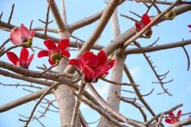 Bombax Ceiba, Bombax Ceiba Lat 'in çiçeklerini açıyor. - Bombax ceiba ya da Ölü Deniz 'deki Pamuk Ağacı