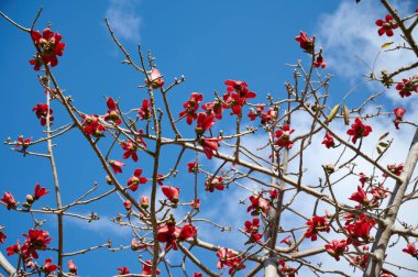 Bombax Ceiba, Bombax Ceiba Lat 'in çiçeklerini açıyor. - Bombax ceiba ya da Ölü Deniz 'deki Pamuk Ağacı