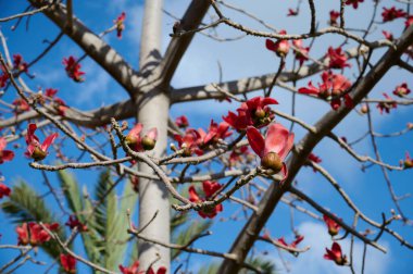 Bombax Ceiba, Bombax Ceiba Lat 'in çiçeklerini açıyor. - Bombax ceiba ya da Ölü Deniz 'deki Pamuk Ağacı