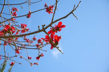 Bombax Ceiba, Bombax Ceiba Lat 'in çiçeklerini açıyor. - Bombax ceiba ya da Ölü Deniz 'deki Pamuk Ağacı