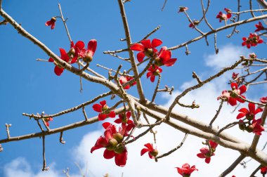 Bombax Ceiba, Bombax Ceiba Lat 'in çiçeklerini açıyor. - Bombax ceiba ya da Ölü Deniz 'deki Pamuk Ağacı