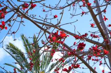 Bombax Ceiba, Bombax Ceiba Lat 'in çiçeklerini açıyor. - Bombax ceiba ya da Ölü Deniz 'deki Pamuk Ağacı