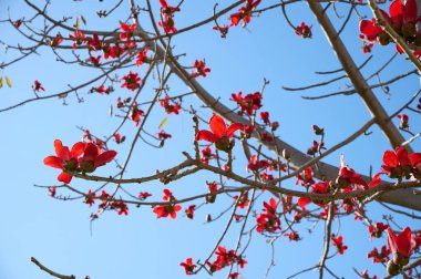 Bombax Ceiba, Bombax Ceiba Lat 'in çiçeklerini açıyor. - Bombax ceiba ya da Ölü Deniz 'deki Pamuk Ağacı