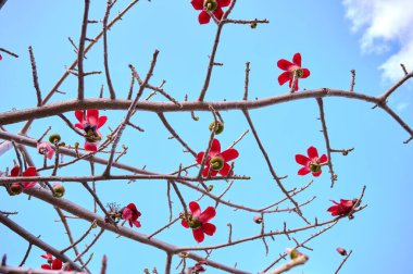 Bombax Ceiba, Bombax Ceiba Lat 'in çiçeklerini açıyor. - Bombax ceiba ya da Ölü Deniz 'deki Pamuk Ağacı