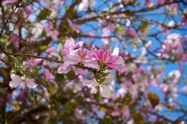Çiçek açan ve güzel kokulu Bauhinia ağacının dalları. İsrail. Bahar. Kentsel peyzaj