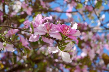 Çiçek açan ve güzel kokulu Bauhinia ağacının dalları. İsrail. Bahar. Kentsel peyzaj