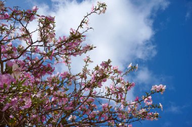 Çiçek açan ve güzel kokulu Bauhinia ağacının dalları. İsrail. Bahar. Kentsel peyzaj