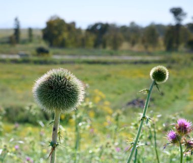 Tarladaki kutsal süt devedikeni çiçekleri, yakın çekim. Silybum marianum bitkisel ilaç, Saint Mary 's Thistle, Marian Scotch thistle, Mary Thistle, Cardus marianus bloom. Yakın plan..