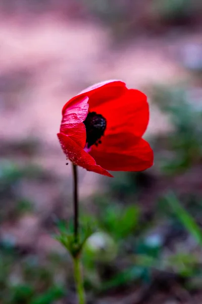 Flor Anémona Pertenece Familia Buttercup Una Hierba Perenne Que Crece —  Fotos de Stock