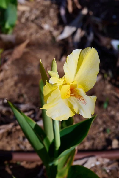 Beautiful Yellow Flowers Bloom Field Close — Stock Photo, Image