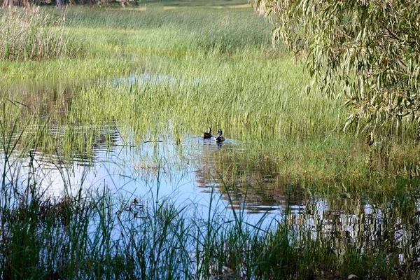 Озеро Заросло Тростником Дикие Утки Плавают Озеру Наблюдение Птицами Мигрирующие — стоковое фото