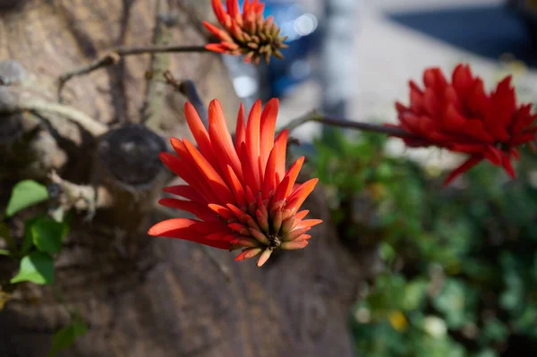 手前の木に2本の鮮やかな赤いエリスリナの花が咲いています — ストック写真