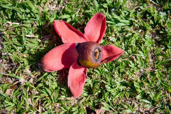 Caído Hierba Flores Rojas Del Árbolbombax Ceiba Blooms Bombax Ceiba —  Fotos de Stock